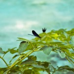 Dragonflies at Syri i kalter, Albania